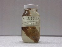 藏品(寡鱗瞻星魚)的圖片